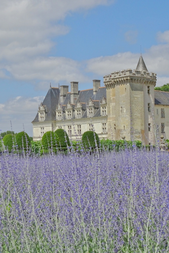 Lavande à Villandry