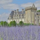 Lavande à Villandry