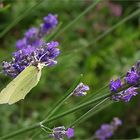 Lavande au citron…. ! - Lavendel mit Zitronenfalter.