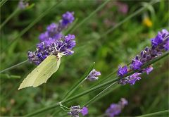 Lavande au citron…. ! - Lavendel mit Zitronenfalter.