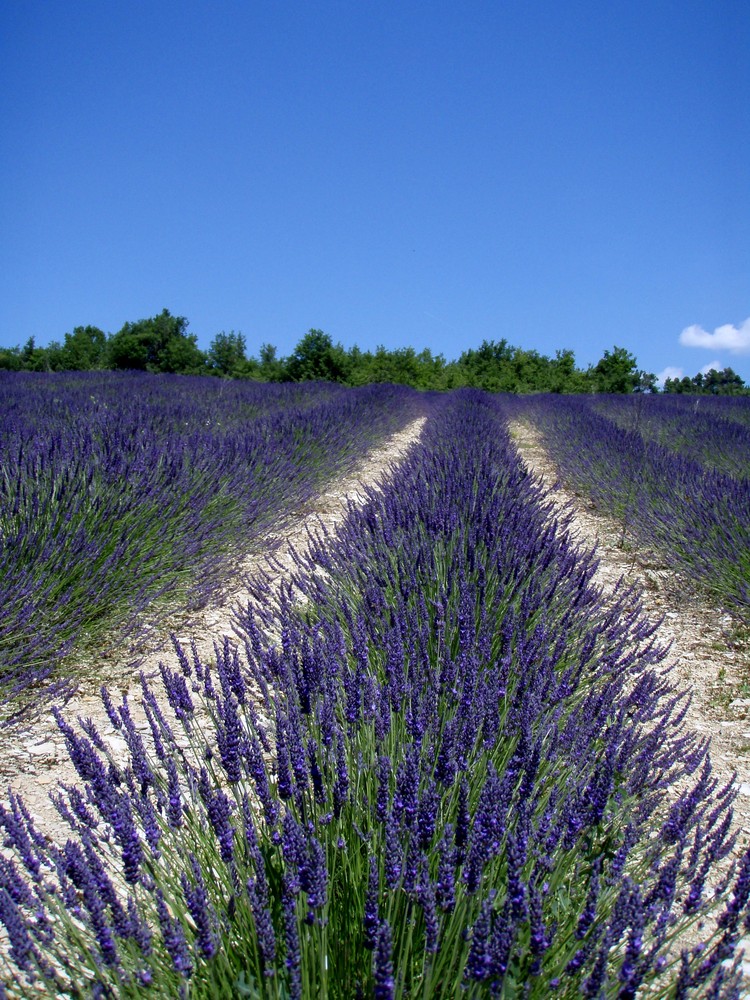 lavande bruissante d'abeilles