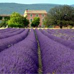 Lavande du Luberon