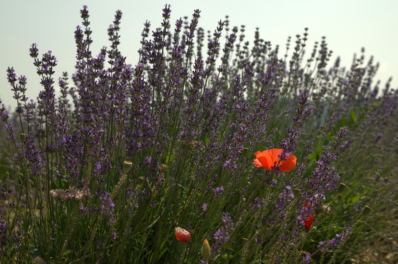 Lavande en Provence