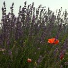 Lavande en Provence