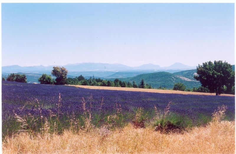 Lavande en Provence