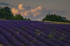 Lavande et nuage