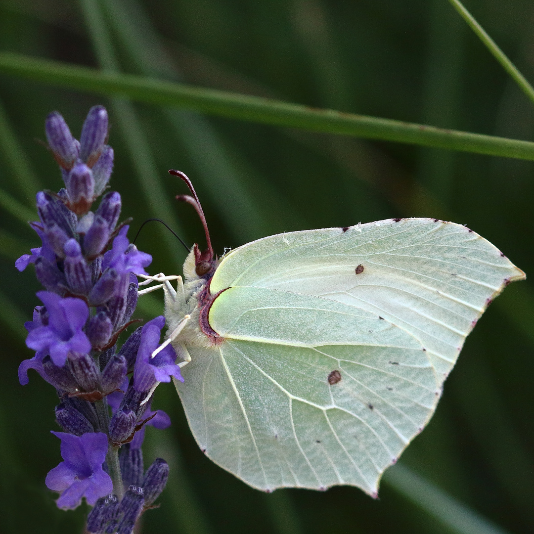 lavande et papillon