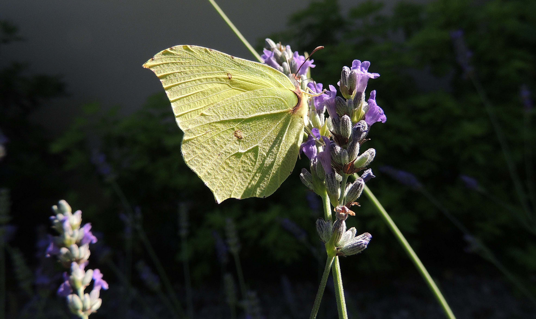 Lavande et papillon citron