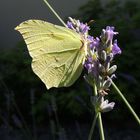 Lavande et papillon citron