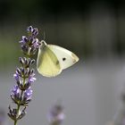 Lavande et papillon font bon ménage !!!