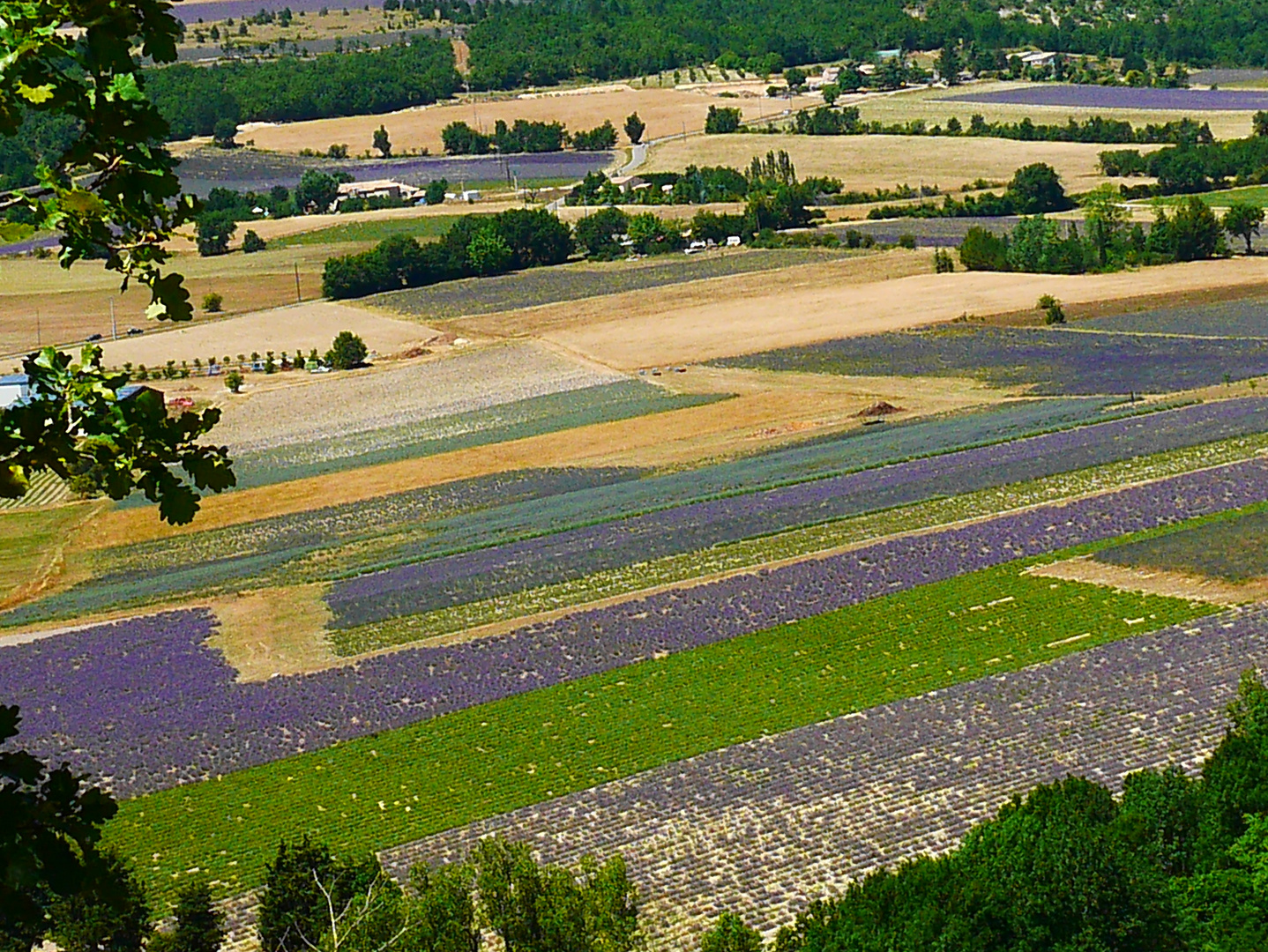 Lavande et petit epeautre