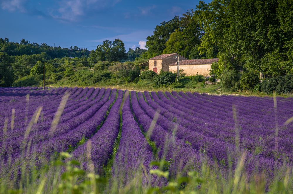 Lavande - naturele?