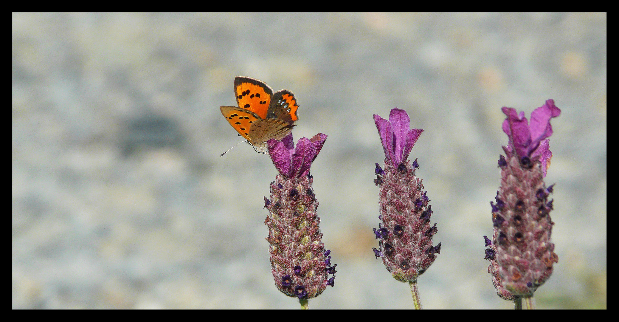 Lavande papillon...