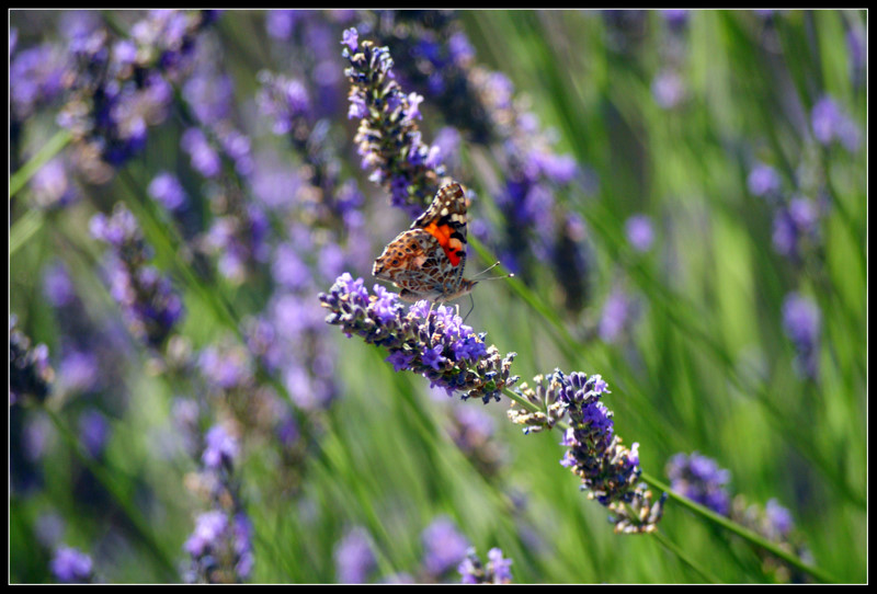 Lavande papillon