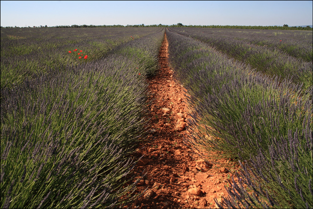 Lavande, Plateau de Valensole