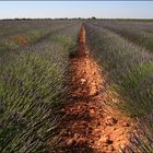 Lavande, Plateau de Valensole