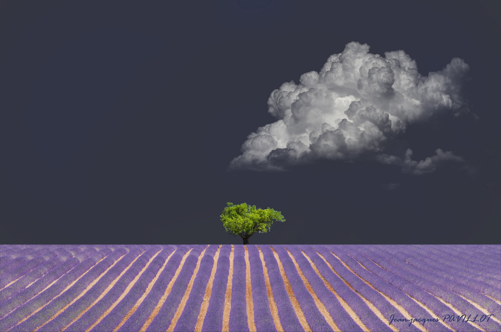 lavande , plateau de valensole 