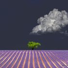 lavande , plateau de valensole 