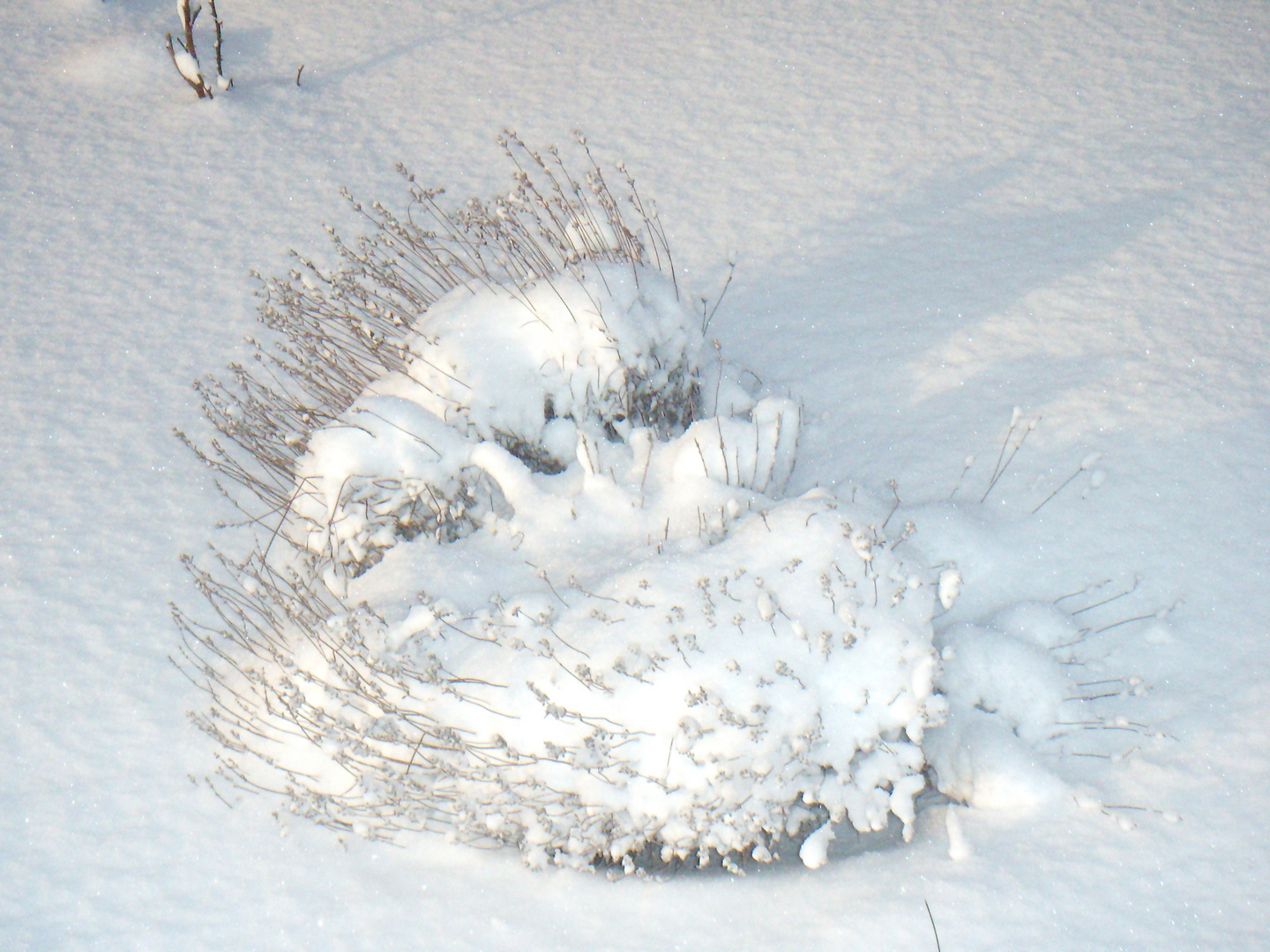 Lavande sous la neige...