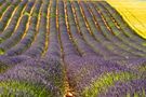 Provence