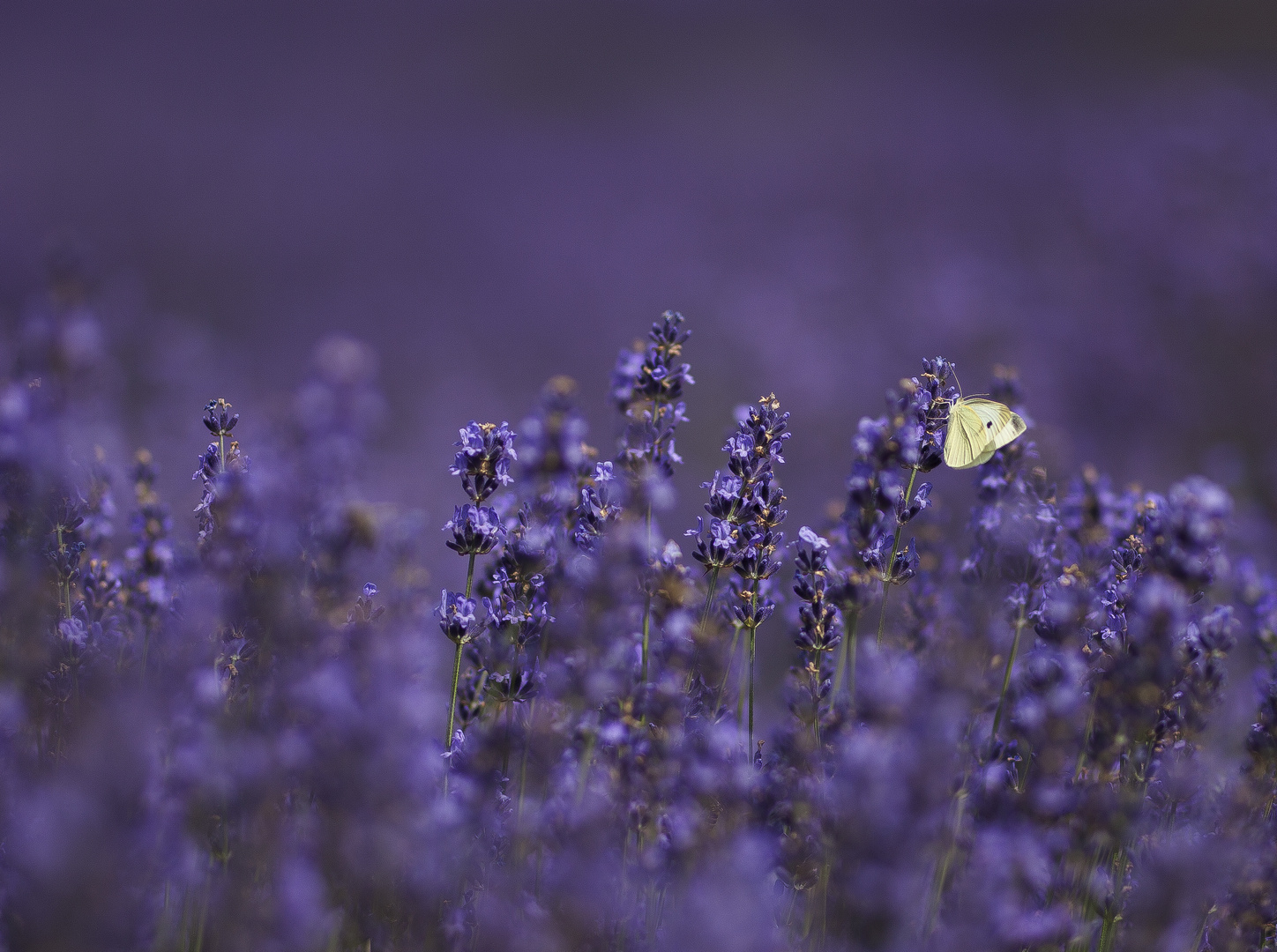 Lavander Angustifolia