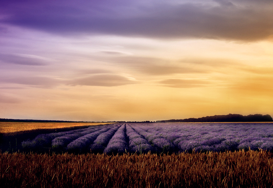 lavander field 2