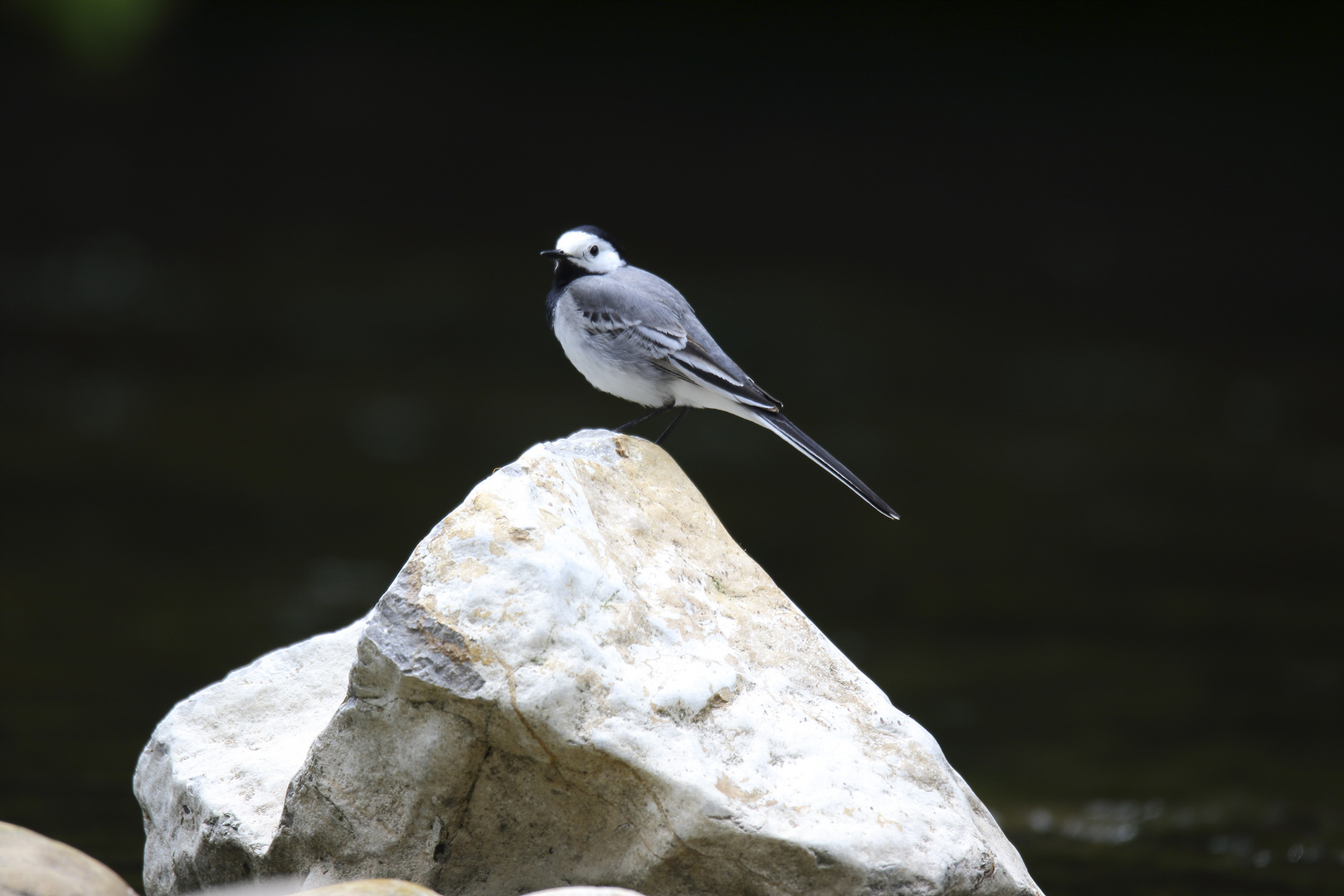 Lavandera blanca