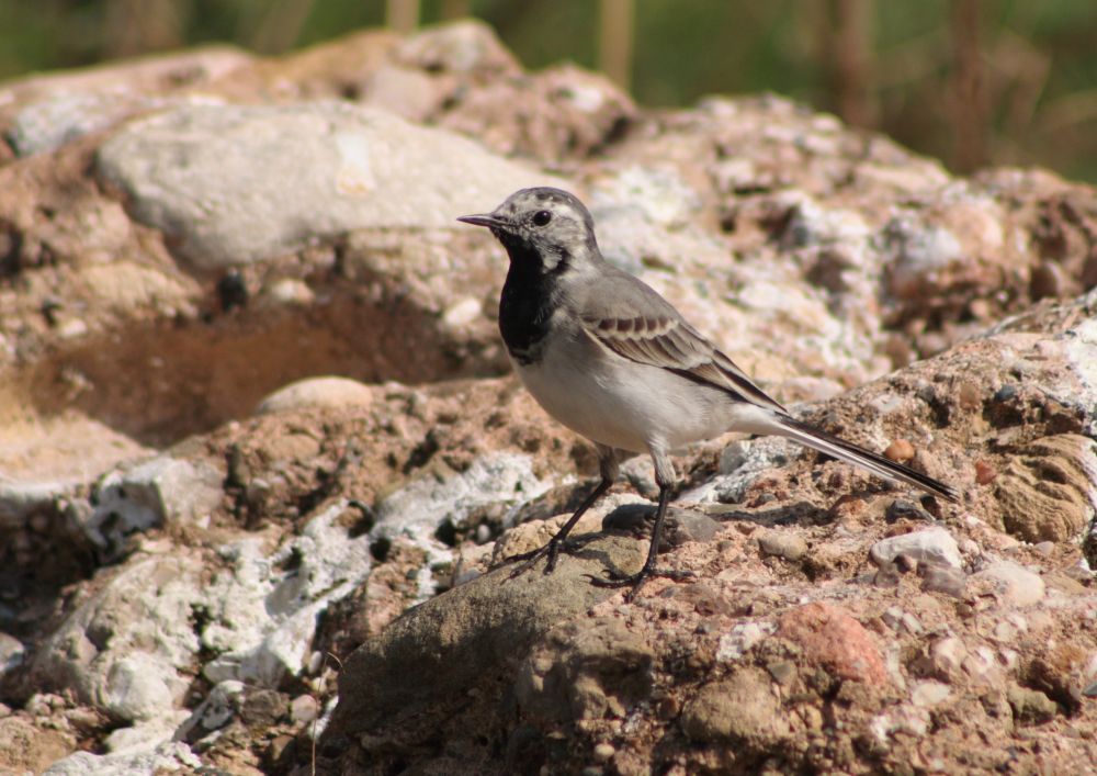 Lavandera blanca