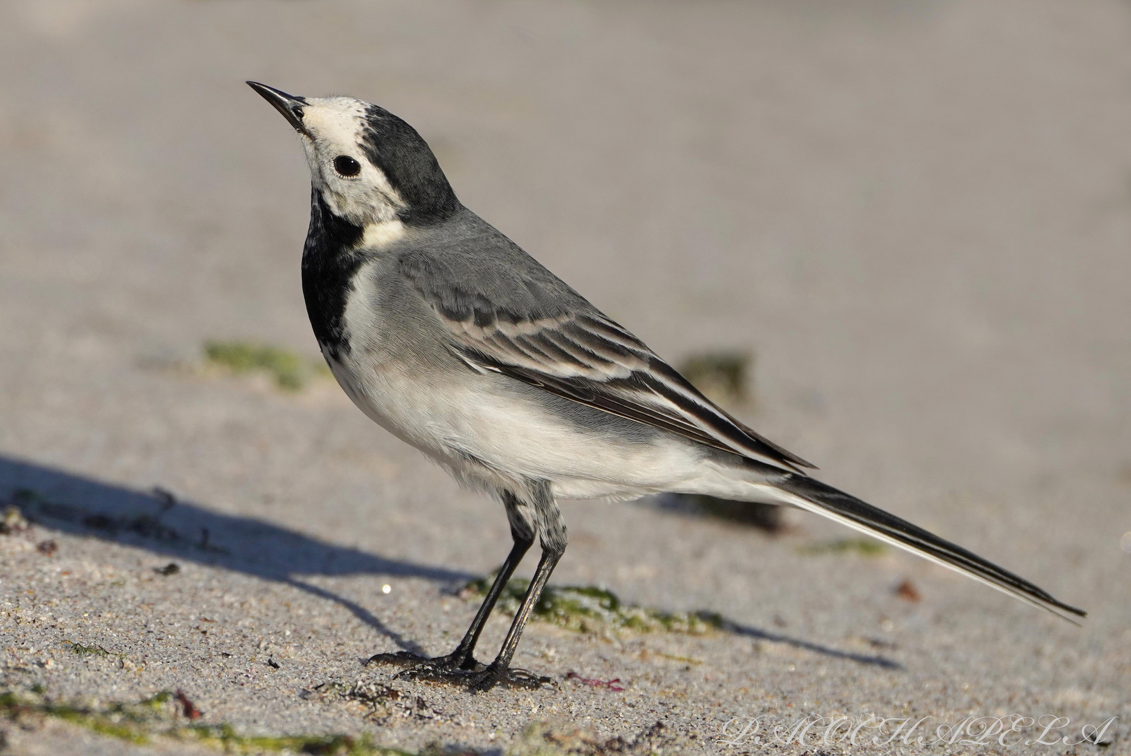 .Lavandera blanca