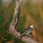 Lavandera blanca, (Motacilla alba)