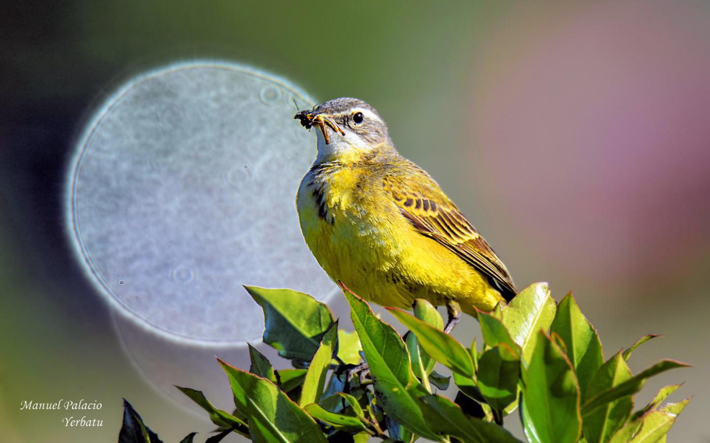 Lavandera boyera - Motacilla flava