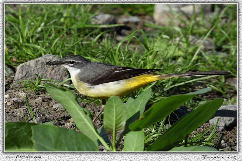 Lavandera cascadeña (Motacilla cinerea canariensis)