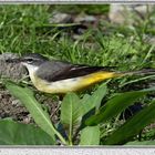 Lavandera cascadeña (Motacilla cinerea canariensis)