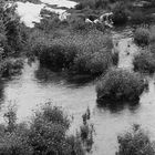 LAVANDERAS EN EL RIO MIÑO.Lugo