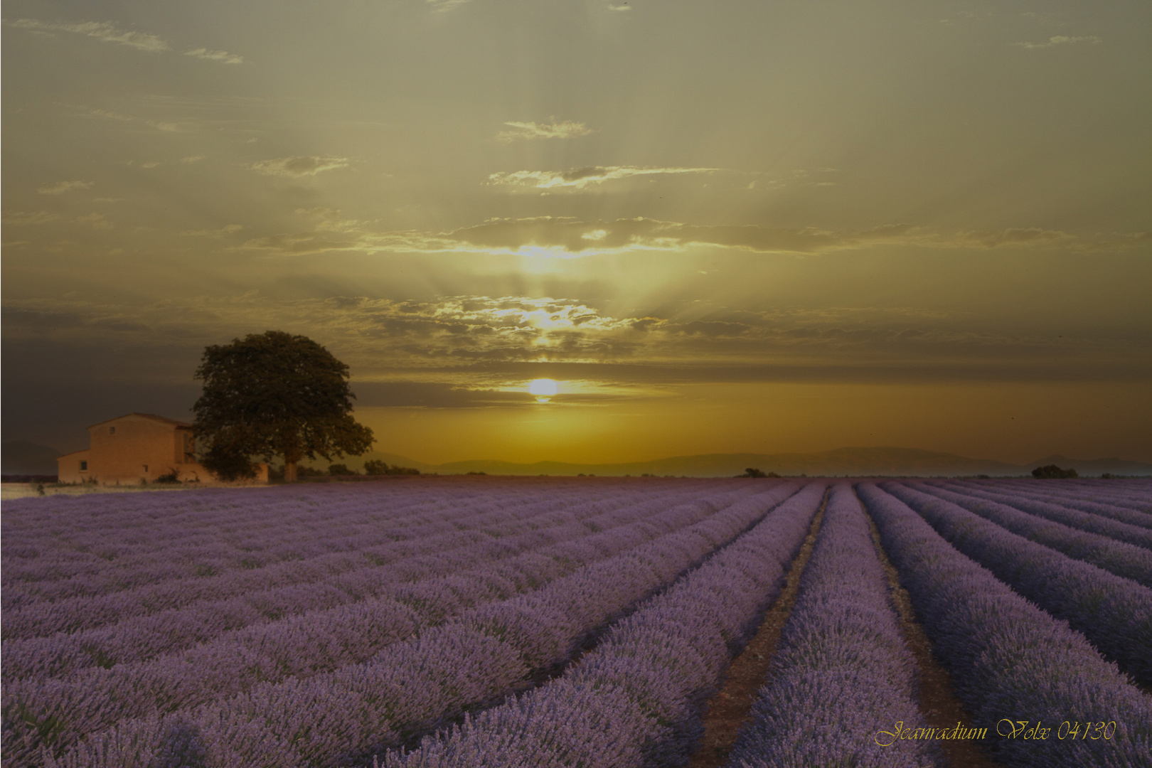 lavandes a Valensole