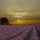 lavandes a Valensole