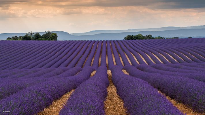 Lavandes