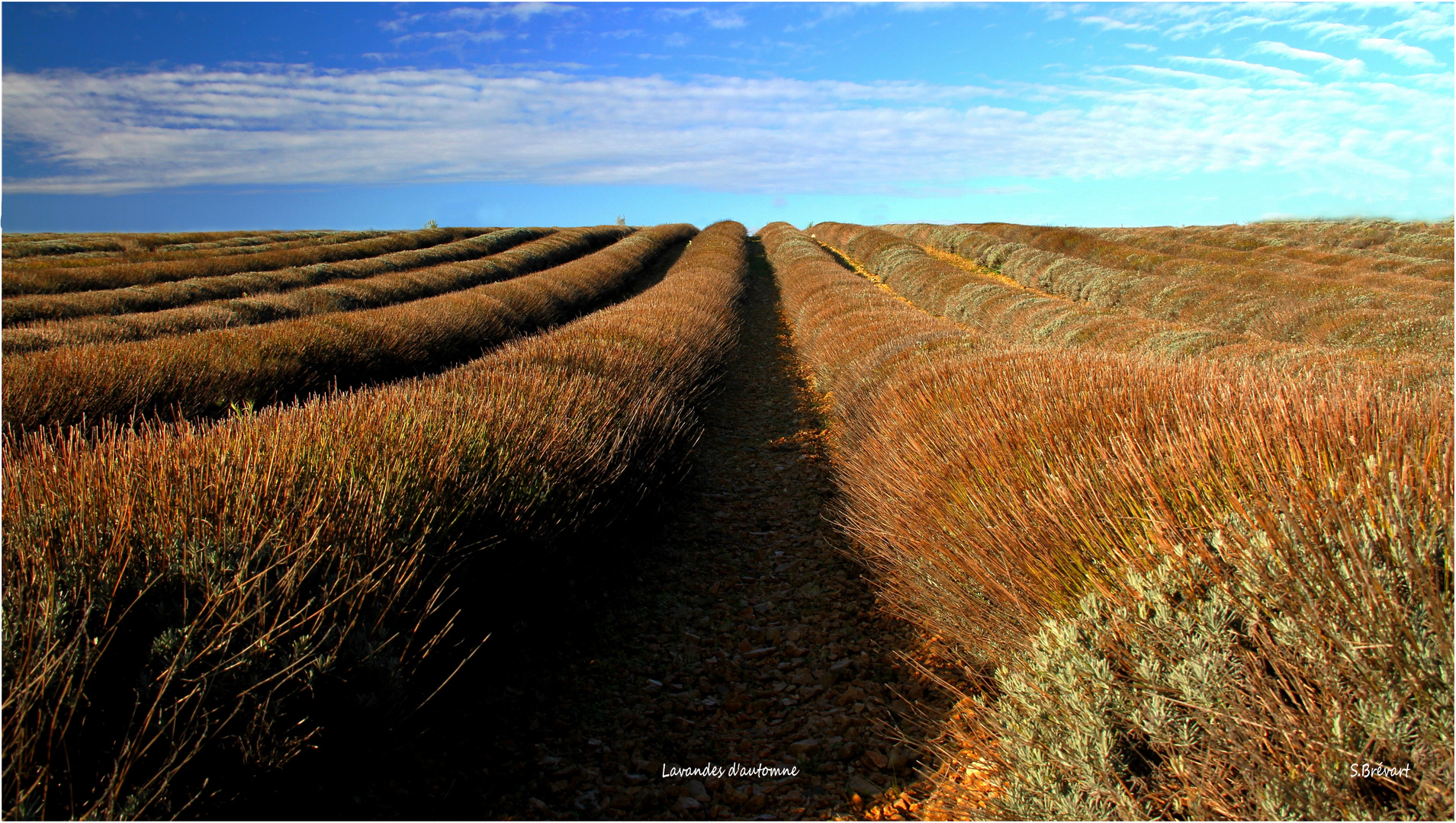 Lavandes d'automne