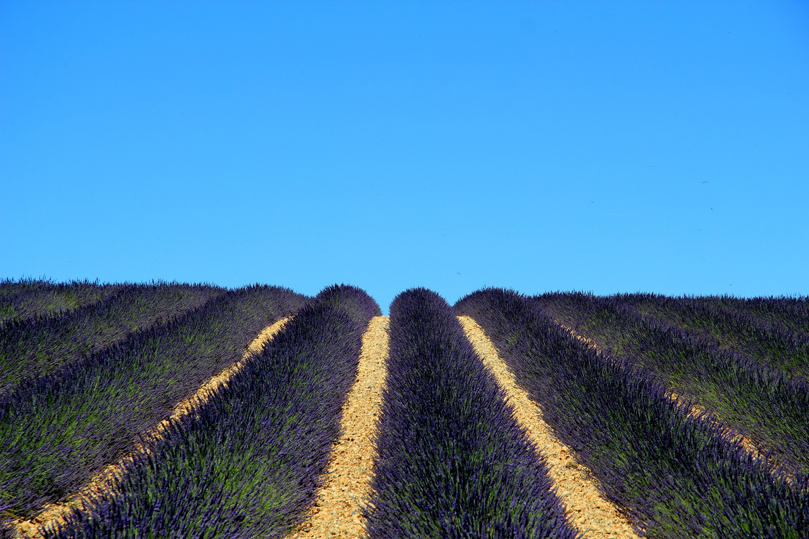 Lavandes de Valensole