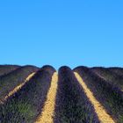 Lavandes de Valensole