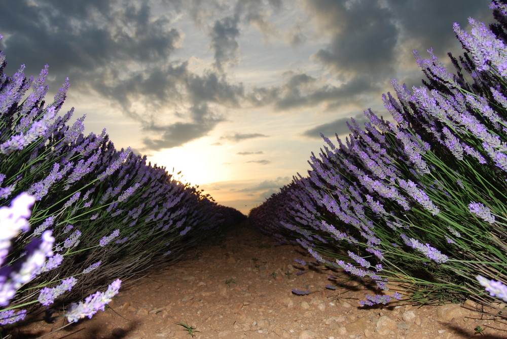 Lavandes des Alpres de haute provence