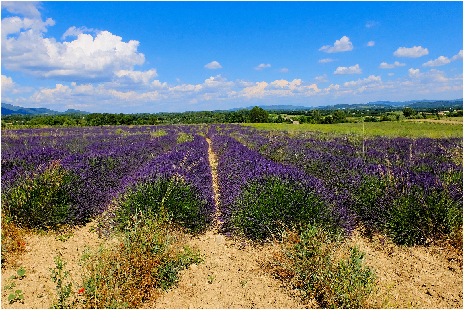 Lavandes du Luberon