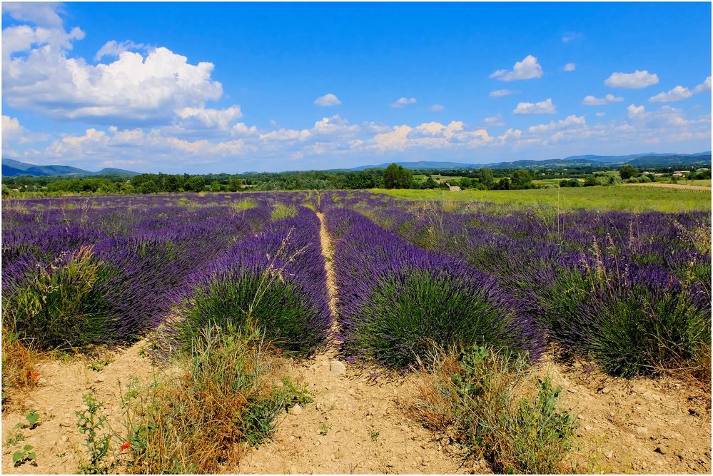 Lavandes du Luberon