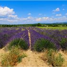 Lavandes du Luberon