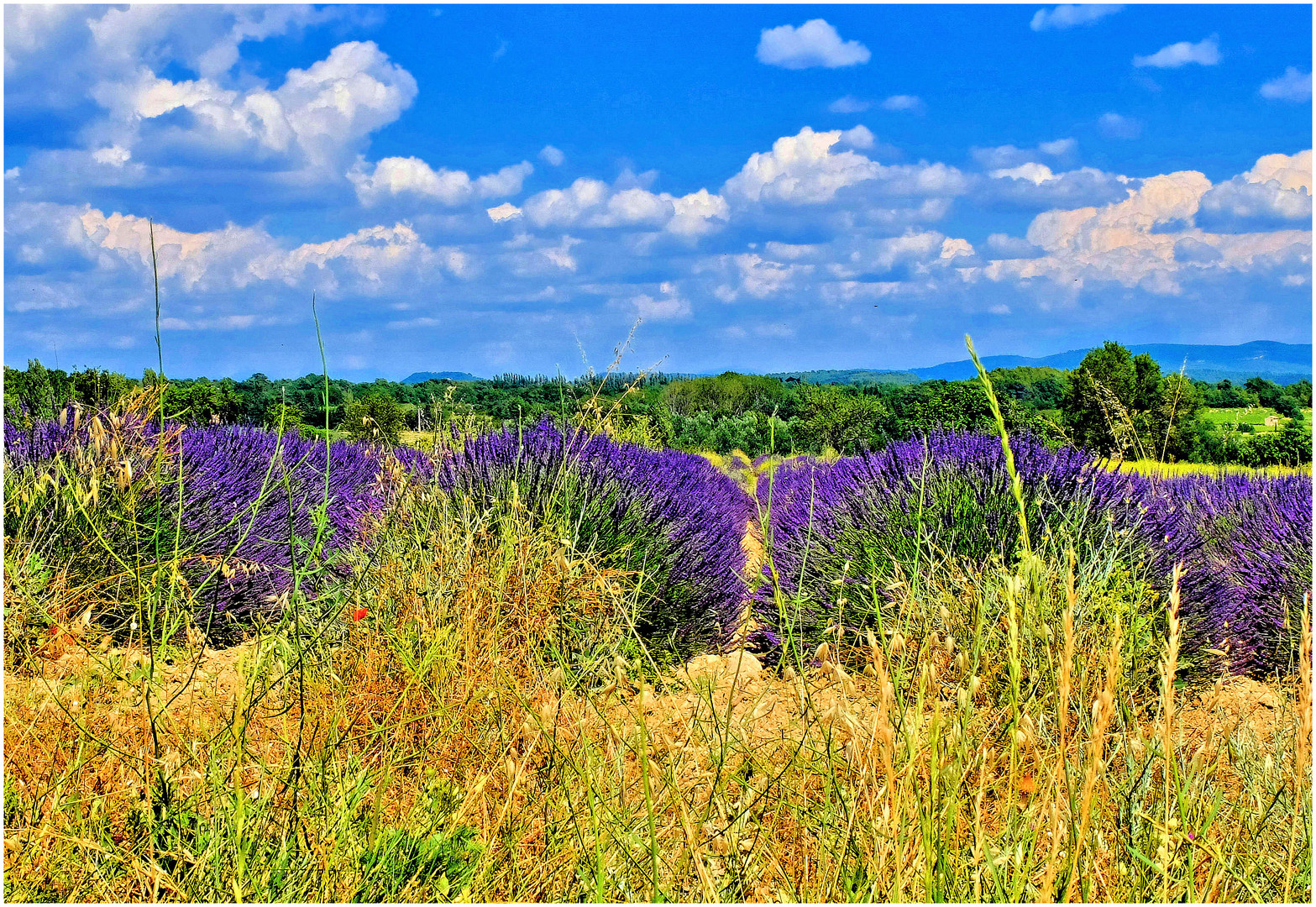 Lavandes du Luberon