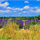 Lavandes du Luberon