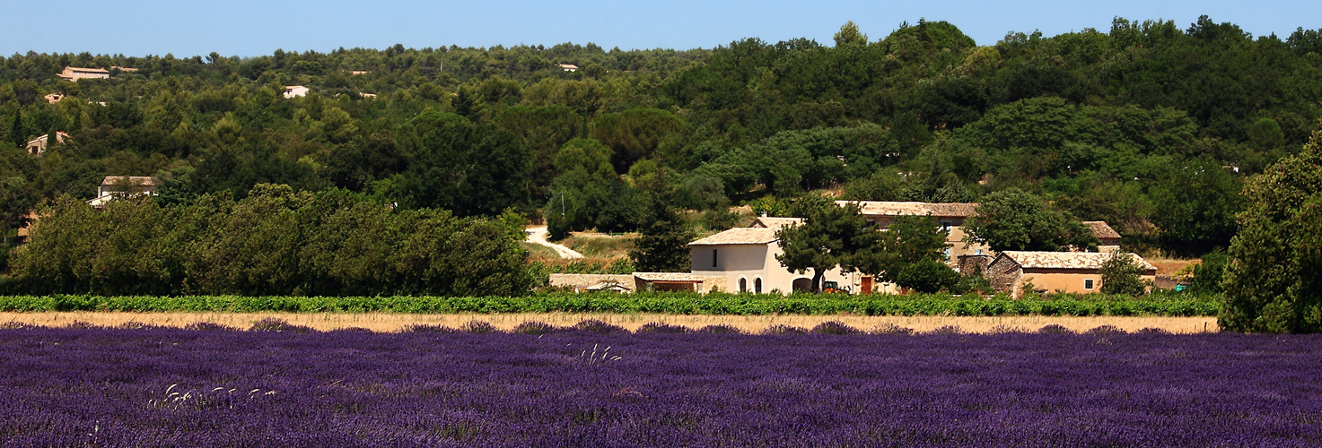 LAVANDES DU LUBERON