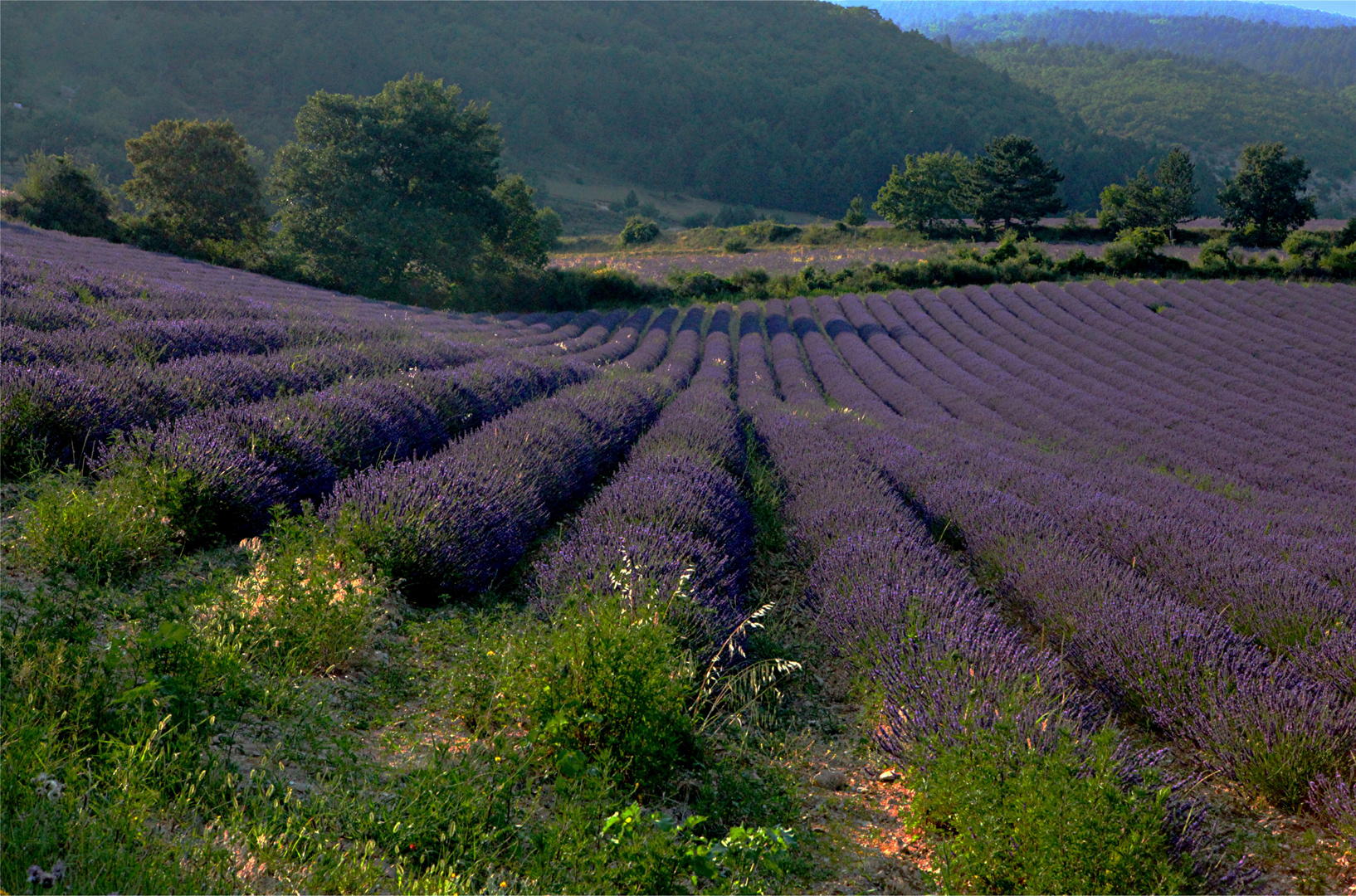 LAVANDES EN FÊTE éventail Provençal