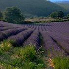 LAVANDES EN FÊTE éventail Provençal