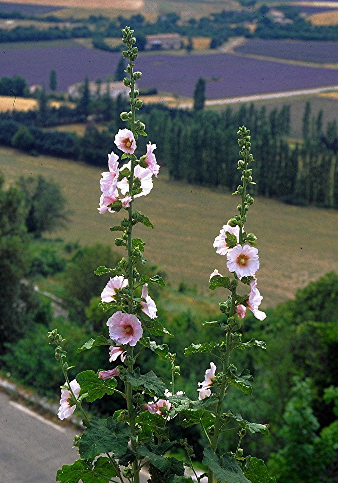 LAVANDES EN PROVENCE Les tremières de Sault